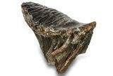 Fossil Woolly Mammoth Molar - Siberia #259875-2